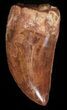 Serrated Carcharodontosaurus Tooth - Nice Enamel #42994-1